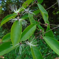 Capparis tenera Dalzell